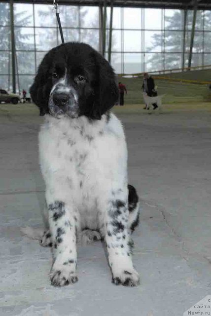 Фото: ньюфаундленд Сент Джонс Фаберже Коллекшен (Sent Djons Faberge Collection)