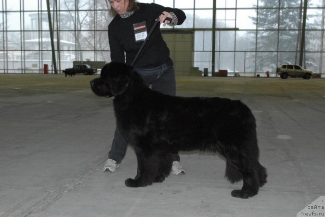 Фото: ньюфаундленд Сент Джонс Сьюзи Кватро