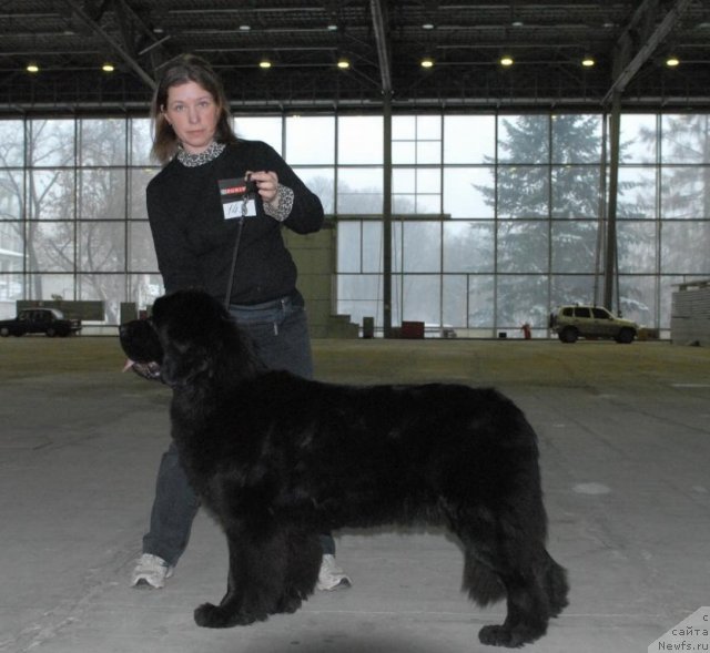Фото: ньюфаундленд Сент Джонс Сьюзи Кватро