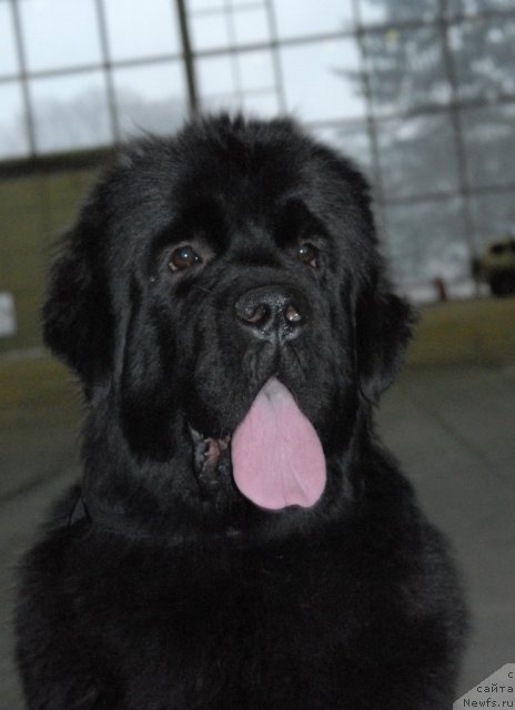 Фото: ньюфаундленд Сент Джонс Сьюзи Кватро