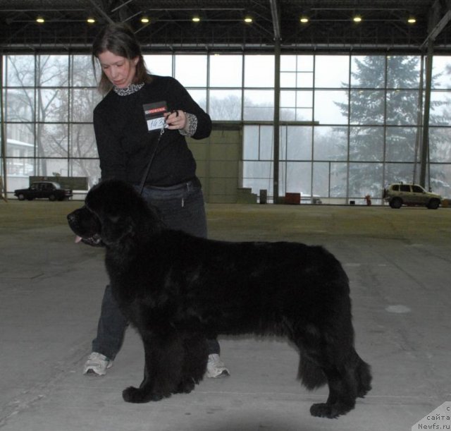 Фото: ньюфаундленд Сент Джонс Сьюзи Кватро
