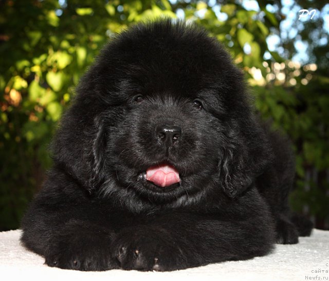 Фото: ньюфаундленд Дюрбахлер Клаб Виллаж Дюбеф, на фото 45 дней