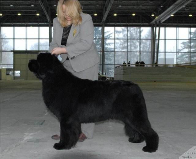 Фото: ньюфаундленд Сент Джонс Роуз фо Ми (Sent Djons Rose for Me)