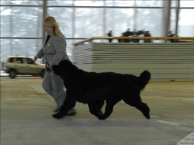 Фото: ньюфаундленд Сент Джонс Роуз фо Ми (Sent Djons Rose for Me)