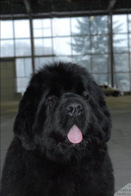 Фото: ньюфаундленд Сент Джонс Роуз фо Ми (Sent Djons Rose for Me)