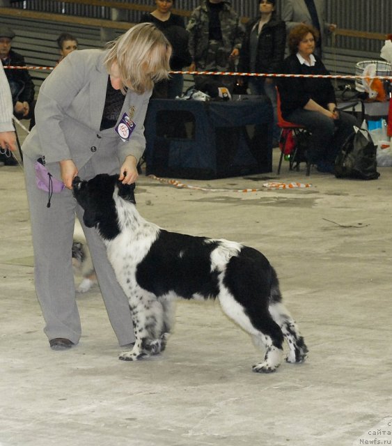 Фото: ньюфаундленд Сент Джонс Фаберже Коллекшен (Sent Djons Faberge Collection)