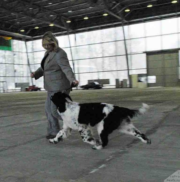 Фото: ньюфаундленд Сент Джонс Фаберже Коллекшен (Sent Djons Faberge Collection)