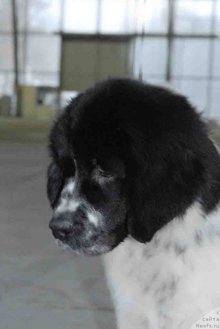 Фото: ньюфаундленд Сент Джонс Фаберже Коллекшен (Sent Djons Faberge Collection)