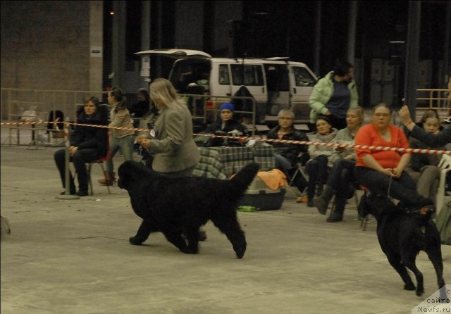 Фото: ньюфаундленд Сент Джонс Роуз фо Ми (Sent Djons Rose for Me)
