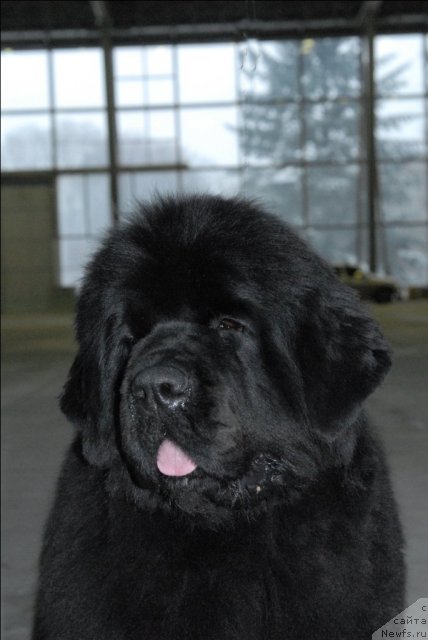 Фото: ньюфаундленд Сент Джонс Роуз фо Ми (Sent Djons Rose for Me)