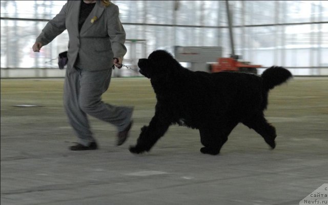 Фото: ньюфаундленд Сент Джонс Роуз фо Ми (Sent Djons Rose for Me)