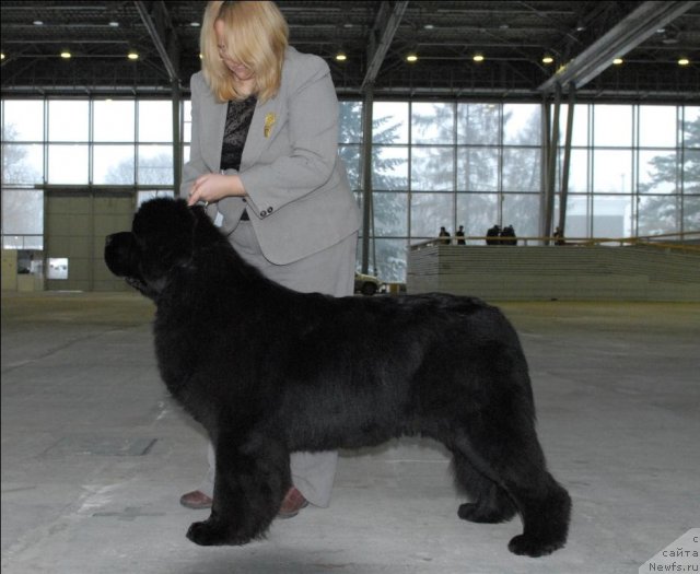 Фото: ньюфаундленд Сент Джонс Роуз фо Ми (Sent Djons Rose for Me)