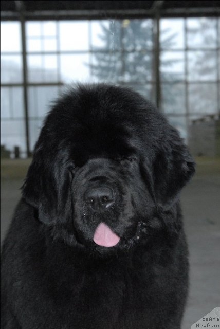 Фото: ньюфаундленд Сент Джонс Роуз фо Ми (Sent Djons Rose for Me)