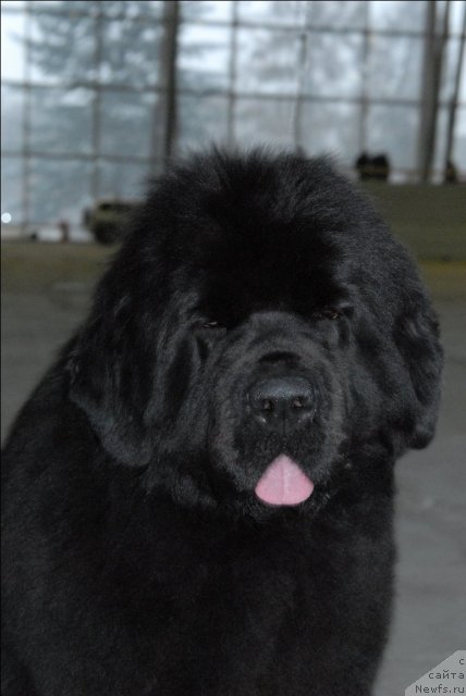 Фото: ньюфаундленд Сент Джонс Роуз фо Ми (Sent Djons Rose for Me)