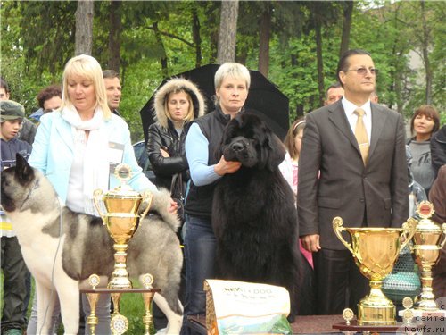 Фото: ньюфаундленд Giacomo vom Darius Land, Нина Базулина