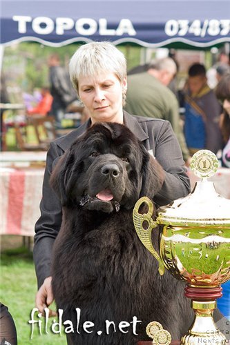 Фото: ньюфаундленд Giacomo vom Darius Land, Нина Базулина