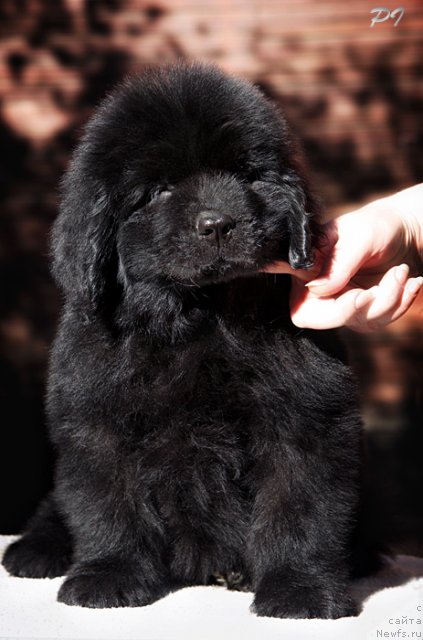 Фото: Дюрбахлер Клаб Валь Де Нуар 
45 дней