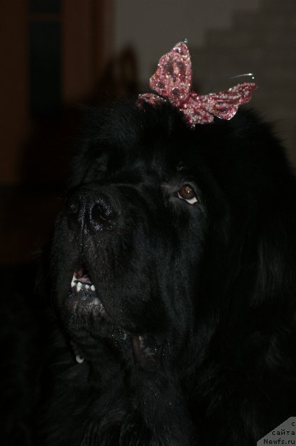 Фото: ньюфаундленд Сент Джонс Реджинальд Филди Арвизу