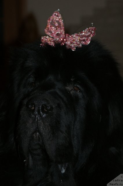 Фото: ньюфаундленд Сент Джонс Реджинальд Филди Арвизу