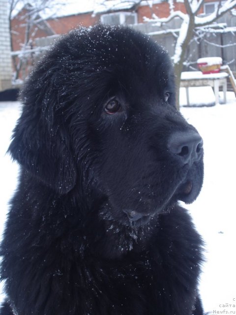 Фото: ньюфаундленд Бегущая по Волнам Хаста ла Виста (Beguschaya po Volnam Hasta la Vista)