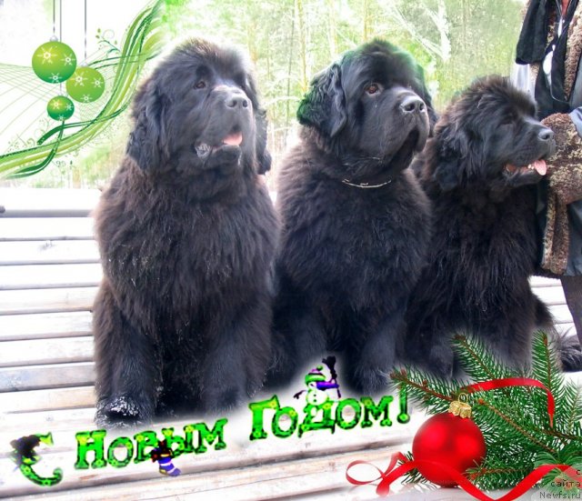 Фотография № 55872