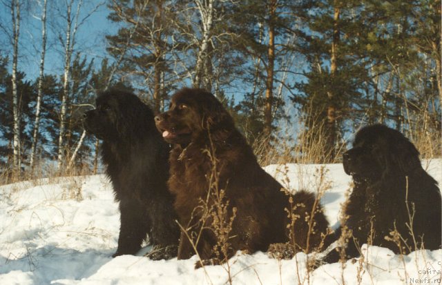 Фото: ньюфаундленд Ханна Риф Барри Биэ (Hanna Rif Barri Bie), ньюфаундленд Ясика Жанэ Барри Биэ, ньюфаундленд Жанетта из Красного Яра