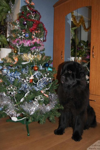 Фото: ньюфаундленд Сент Джонс Ульрика (Sent Djons Ulrika)