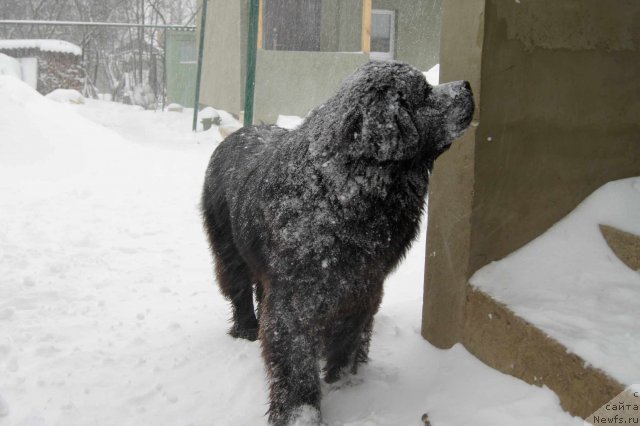 Фото: ньюфаундленд Сент Джонс Ульрика (Sent Djons Ulrika)