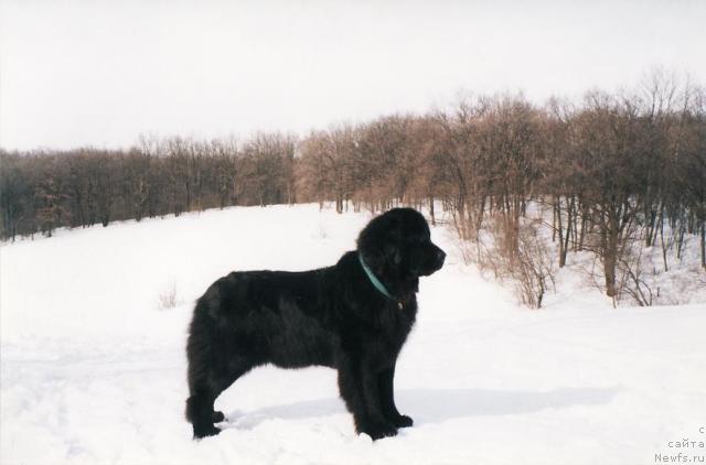 Фото: ньюфаундленд Цацыба Лав оф Овация