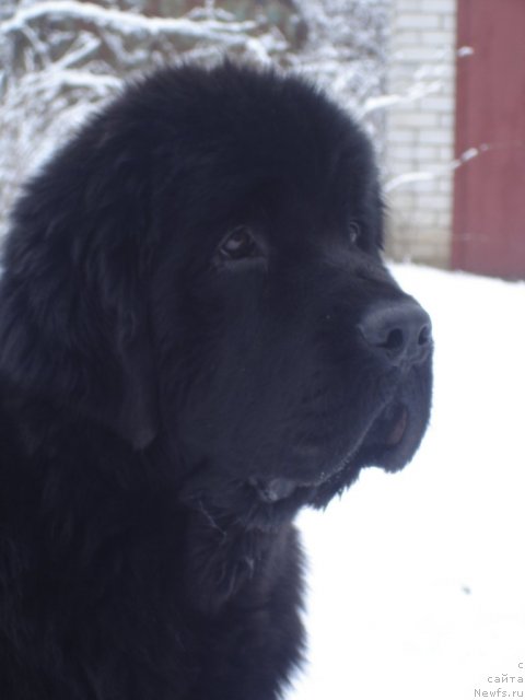 Фото: ньюфаундленд Бегущая по Волнам Хаста ла Виста (Beguschaya po Volnam Hasta la Vista)