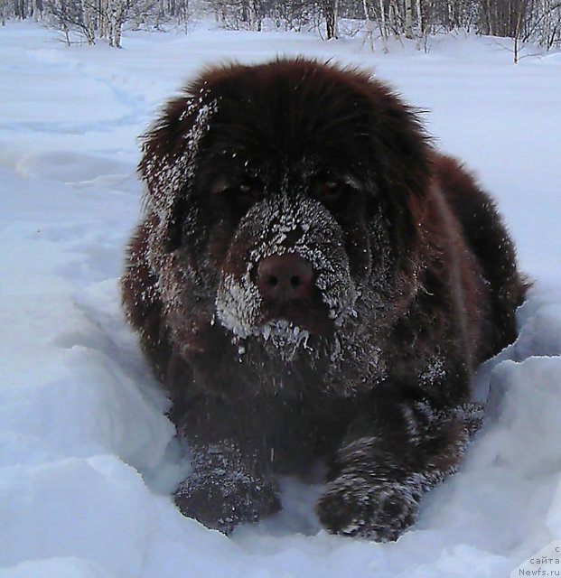 Фото: ньюфаундленд Черный Шарм Абрикосовая Карамель