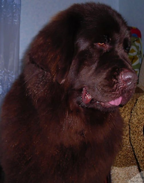 Фото: ньюфаундленд Черный Шарм Абрикосовая Карамель