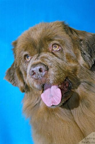 Фото: ньюфаундленд Фронсия с Берега Дона (Froncia s Berega Dona)