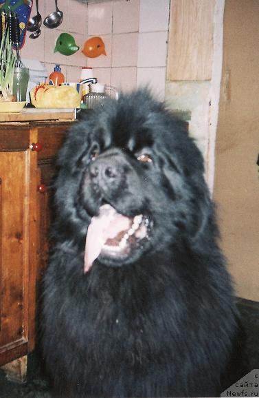 Фото: ньюфаундленд Арчил Могучий Балу