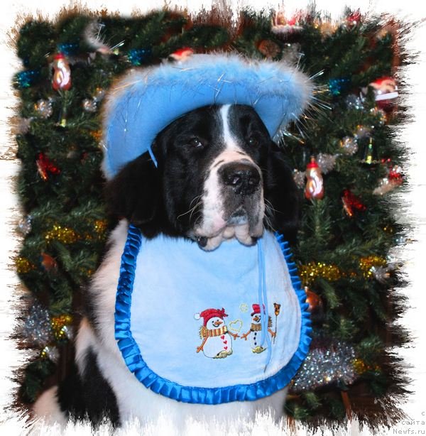 Фотография № 55902