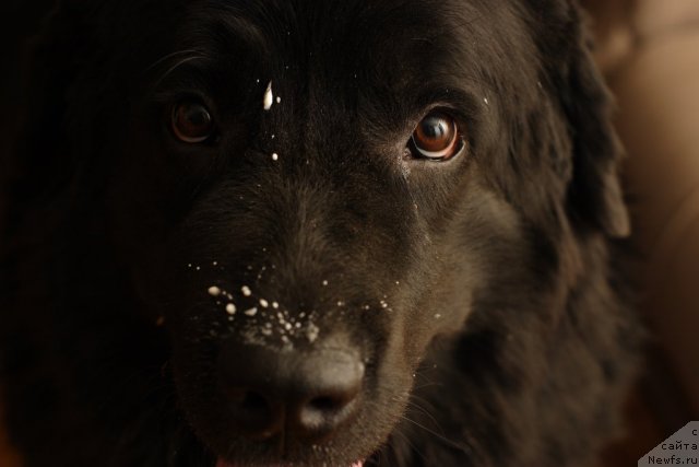 Фото: ньюфаундленд Вожди Атлантиды Габби