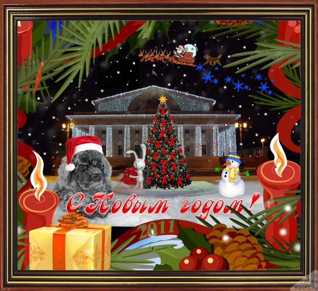 Фото: ньюфаундленд Акватория Келвин Кадриль (Aquatoriya Kelvin Kadril)