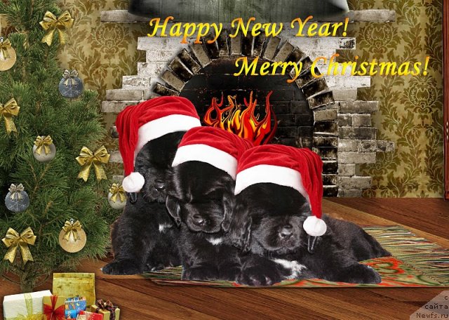 Фото: ньюфаундленд Бегущая по Волнам Харизма (Beguschaya po Volnam Harizma), ньюфаундленд Бегущая по Волнам Ханд Маде (Beguschaya po Volnam Hand Made), ньюфаундленд Бегущая по Волнам Хаста ла Виста (Beguschaya po Volnam Hasta la Vista)