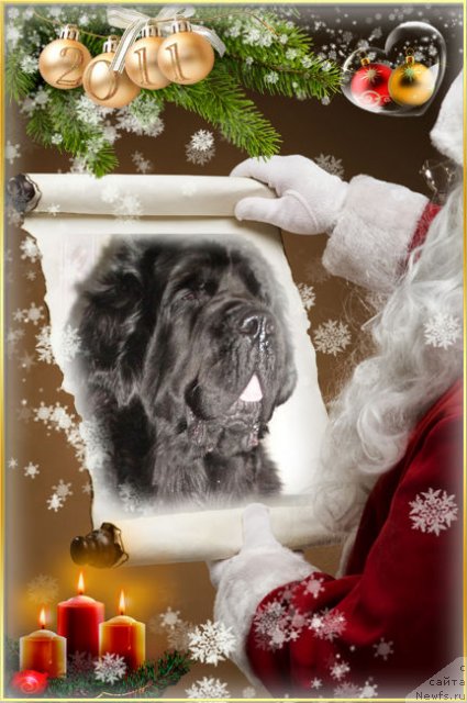 Фото: ньюфаундленд Арх Бьюти Одри Вольная Птица