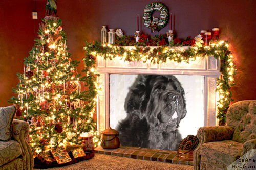 Фото: ньюфаундленд Арх Бьюти Одри Вольная Птица