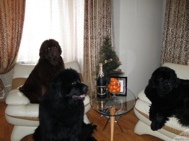 Фото: ], ньюфаундленд Баловень Судьбы, ньюфаундленд Ньюфорт Лунный Бархат, ньюфаундленд Бархатка Роскошная