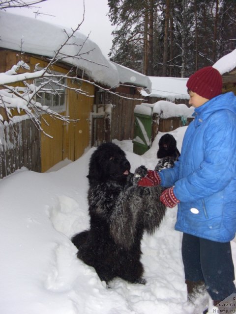 Фото: ньюфаундленд Барышня