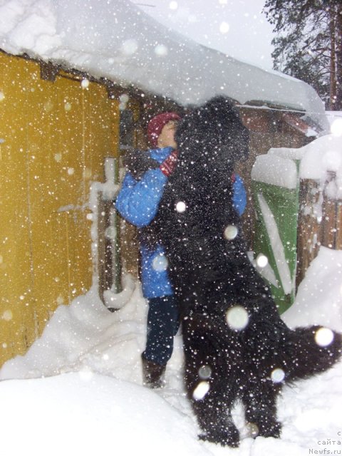 Фото: ньюфаундленд Акин Соул София