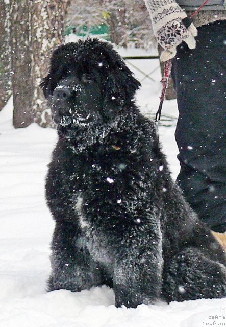 Фото: ньюфаундленд Донатс Прайд Авард ту Вин (Donats Pride Award to Wins)