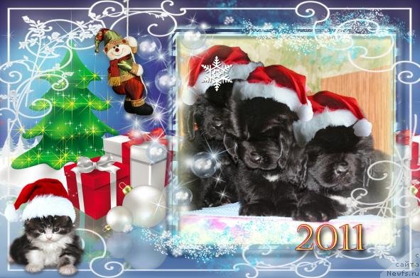 Фото: ньюфаундленд Бегущая по Волнам Харизма (Beguschaya po Volnam Harizma), ньюфаундленд Бегущая по Волнам Ханд Маде (Beguschaya po Volnam Hand Made), ньюфаундленд Бегущая по Волнам Хаста ла Виста (Beguschaya po Volnam Hasta la Vista)