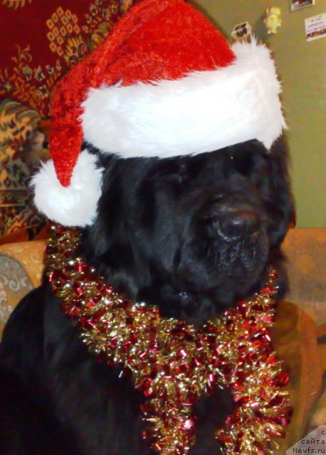 Фото: ньюфаундленд Смигар Нимфея Неотразимая (Smigar Nimfeya Neotrazimaya)