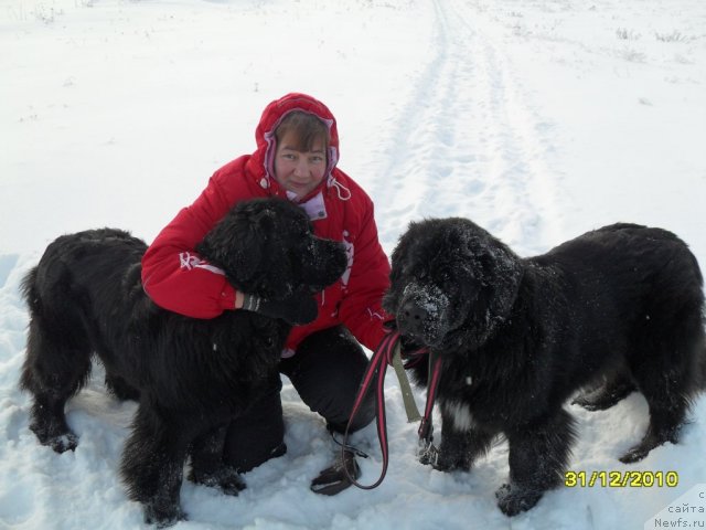 Фото: ньюфаундленд Топтыжка Диадема из Черного Жемчуга, ньюфаундленд Топтыжка Спящая Красавица, Галина Афанасьева