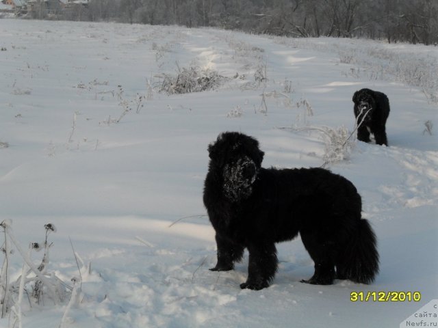 Фото: ньюфаундленд Топтыжка Диадема из Черного Жемчуга, ньюфаундленд Топтыжка Спящая Красавица