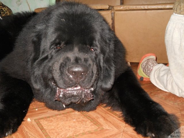 Фото: ньюфаундленд Акватория Келвин Килиманджаро (Aquatoriya Kelvin Kilimandzharo)