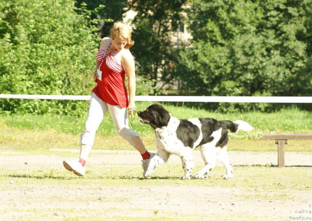 Фото: ньюфаундленд Маг Исполин Карте Бланч фор Питерньюф (Mag Ispolin Carte Blanche for Piternyuf), Ксения Семикова